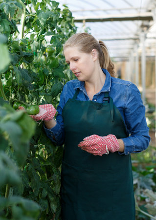 Woman checking tomatoes in glasshouseの写真素材