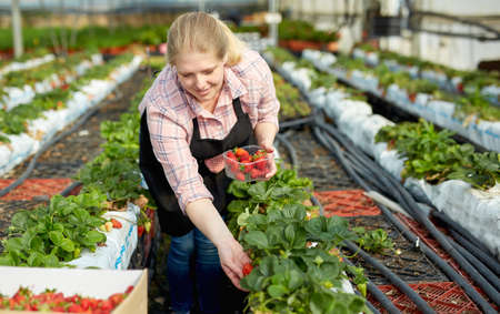 Female gardener in apron picking harvest of fresh strawberries in hothouseの写真素材