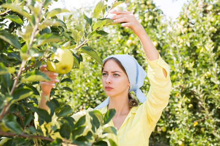 Attractive young woman picks ripe apples in the autumn gardenの写真素材