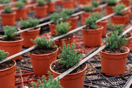 Flowers carefully growing in flowerpots in glasshouseの写真素材