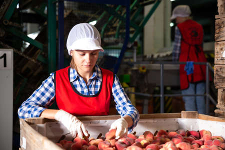 Woman employee working at a fruit warehouse, preparing a peaches for packagingの写真素材