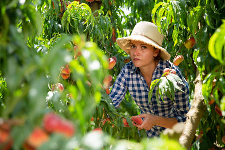 Young woman in hat picking peaches in garden at summer dayの写真素材