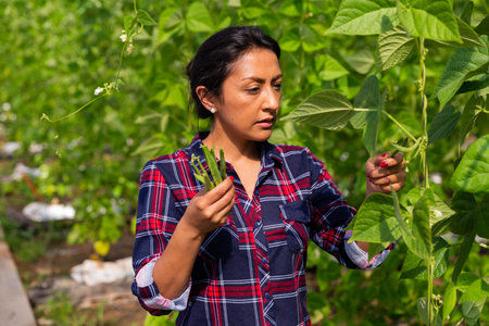 Female latino farmer harvests beans in a greenhouseの写真素材