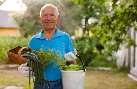 Happy gray-haired man with harvest of vegetables on his farmの写真素材