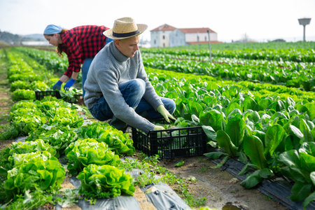 Farmer harvests salad on fieldの写真素材