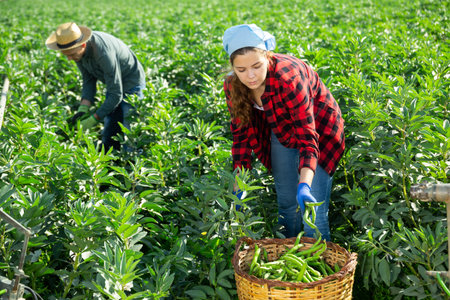 Couple of male and female workers harvest crop of soybean