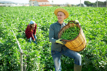 Farmer holding basket full of organic soybeanの写真素材