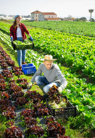 Young farm couple harvesting red lettuce on plantationの写真素材