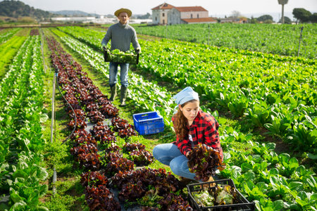 Young female farmer gathering crop of red lettuce
