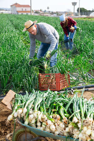 Gardeners husband and wife during harvesting of green onionsの写真素材