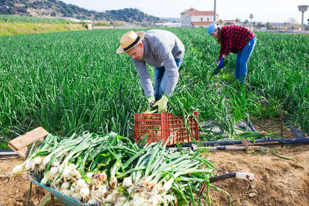 Couple of farmers harvest crop of onions on fieldの写真素材