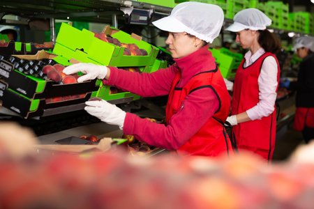 Two workers in process of sorting and packaging peaches