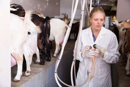Farmer woman milking a goats with an automatic milk machineの写真素材