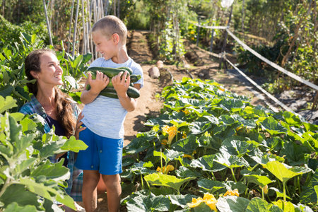 Little son helps mom to harvest vegetablesの写真素材