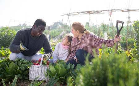 couple of gardeners with daughter holding harvest of fresh vegetablesの写真素材
