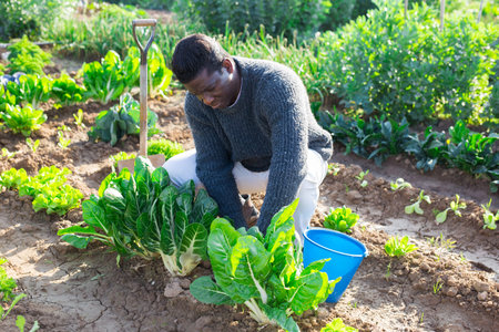 farmer man harvesting fresh green lettuce
