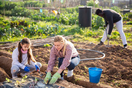 Farmers family in gardening gloves planting seedlingsの写真素材