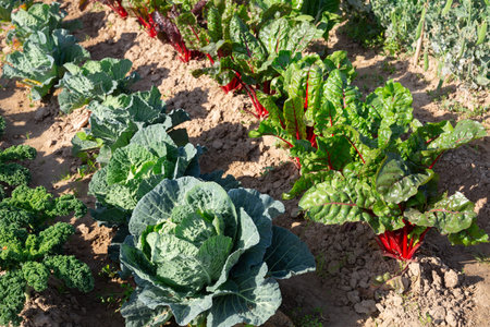 cabbage and beetroot plantations