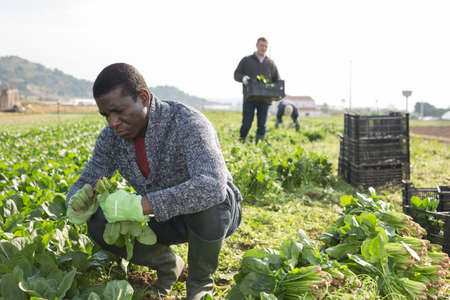 Afro-american man harvesting spinach in a plastic boxの写真素材