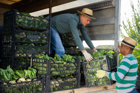 Farmers load boxes of chard into a truckの写真素材