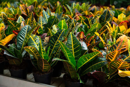 Croton plants growing in flowerpotsの写真素材