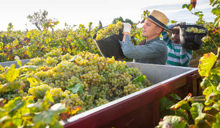Vineyard owner filling truck of harvested white grapesの写真素材
