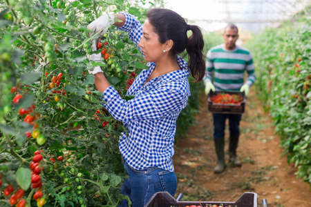Latina harvesting red tomatoes in farm glasshouseの写真素材