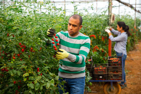 Happy latino farm owner picks red tomatoes in a greenhouseの写真素材