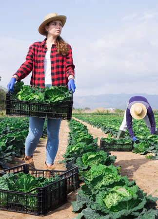 Young woman harvesting cabbage in farm fieldの写真素材