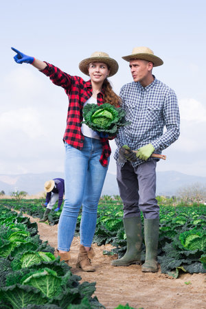 Smiling female worker showing ripe savoy cabbage to farmer on fieldの写真素材