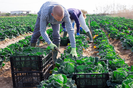 Group of gardeners picking harvest of fresh cabbage