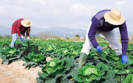 Agricultural workers harvesting ripe savoy cabbage on farm field