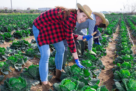 Young female farmer harvesting fresh savoy cabbageの写真素材