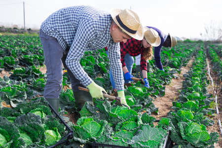 Group of gardeners picking harvest of fresh cabbageの写真素材