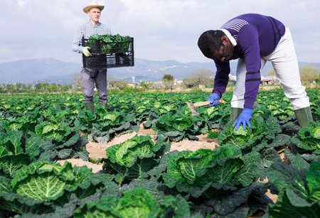 Hired workers harvest cabbage on plantationの写真素材