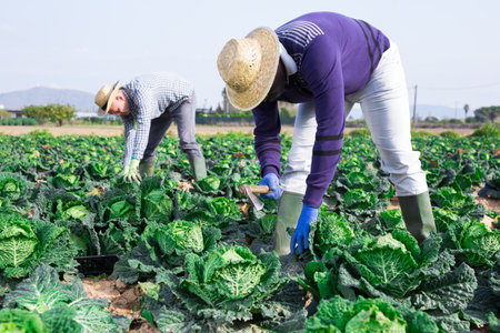 Group of gardeners picking harvest of fresh cabbageの写真素材
