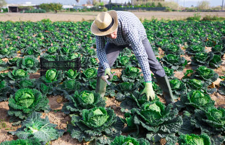 Farmer with workers harvesting savoy cabbage on farm fieldの写真素材