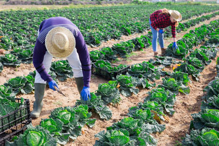 African-american farmer in protective mask harvesting cabbage in farm fieldの写真素材
