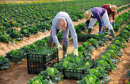 Team of farm workers harvesting savoy cabbage on fieldの写真素材
