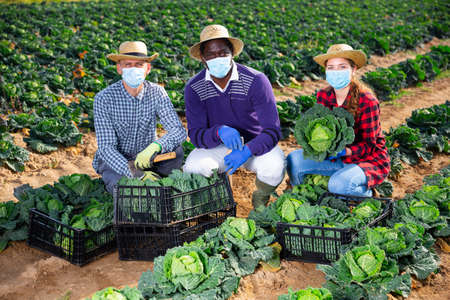 Group of farmers in face masks posing with freshly harvested cabbageの写真素材