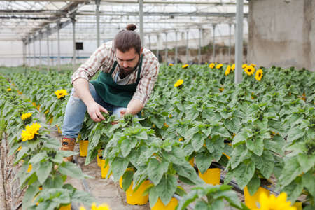 Male gardener in apron taking care decorative sunflower in potsの写真素材