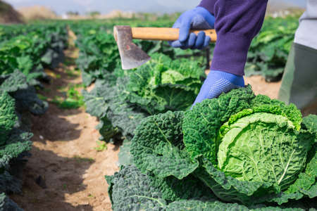 Worker hands cutting savoy cabbage with ax in farm fieldの写真素材