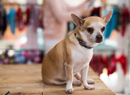 Little cute puppy chihuahua sitting in pet shopの写真素材