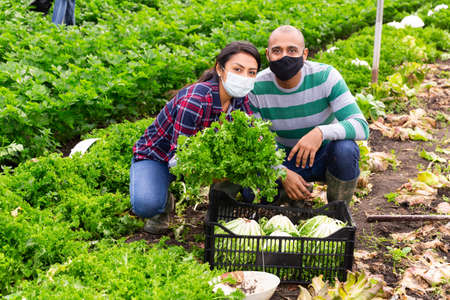 Latin american farmers in masks during the pandemic harvest lettuce in the greenhouse.の写真素材
