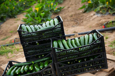 Boxes with zucchini on the farm fieldの写真素材