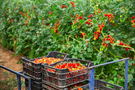 Rows of harvest of red tomatoes in greenhouseの写真素材