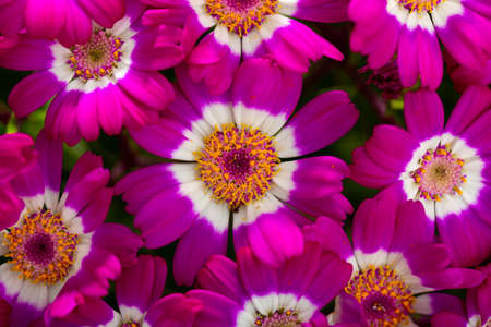 Specie of flowering Cinerariaの写真素材