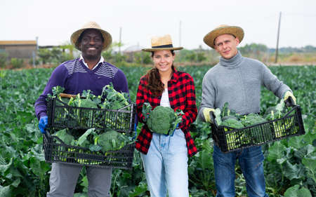 Group of farmers posing with freshly harvested broccoli at farmの写真素材
