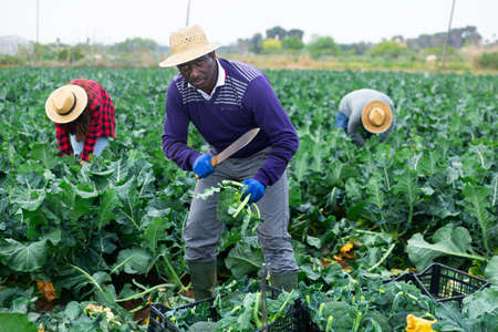 Middle age american man farmer in gloves picking broccoli at a vegetable farm on sunny spring dayの写真素材