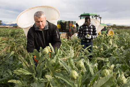 Workman gathering in crops of artichokesの写真素材